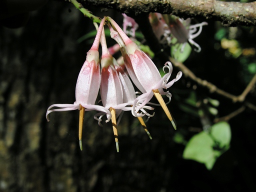 สะเม็ก Agapetes lobbii C.B. Clarke<br/>ERICACEAE